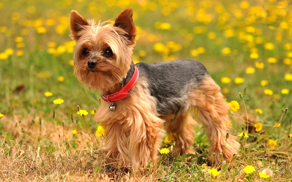 Yorkshire terrier