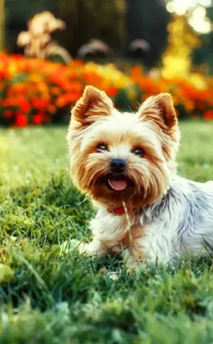 Yorkshire Terrier