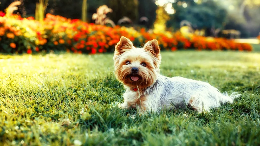 Yorkshire Terrier