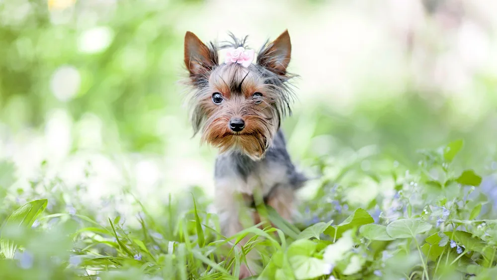 Yorkshire Terrier