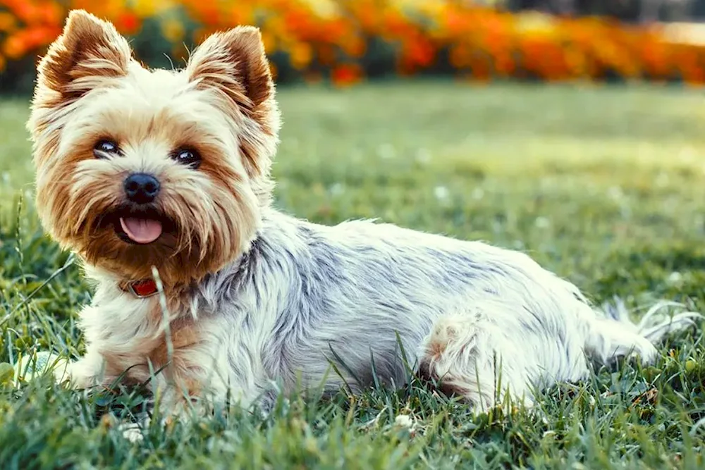 Yorkshire Terrier