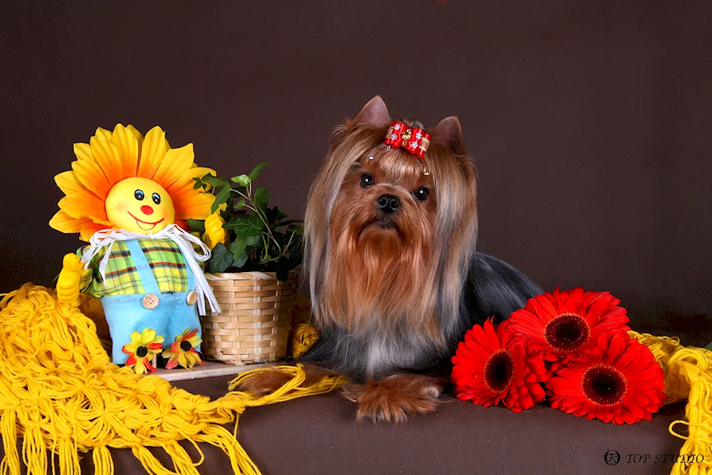 Yorkshire Terrier