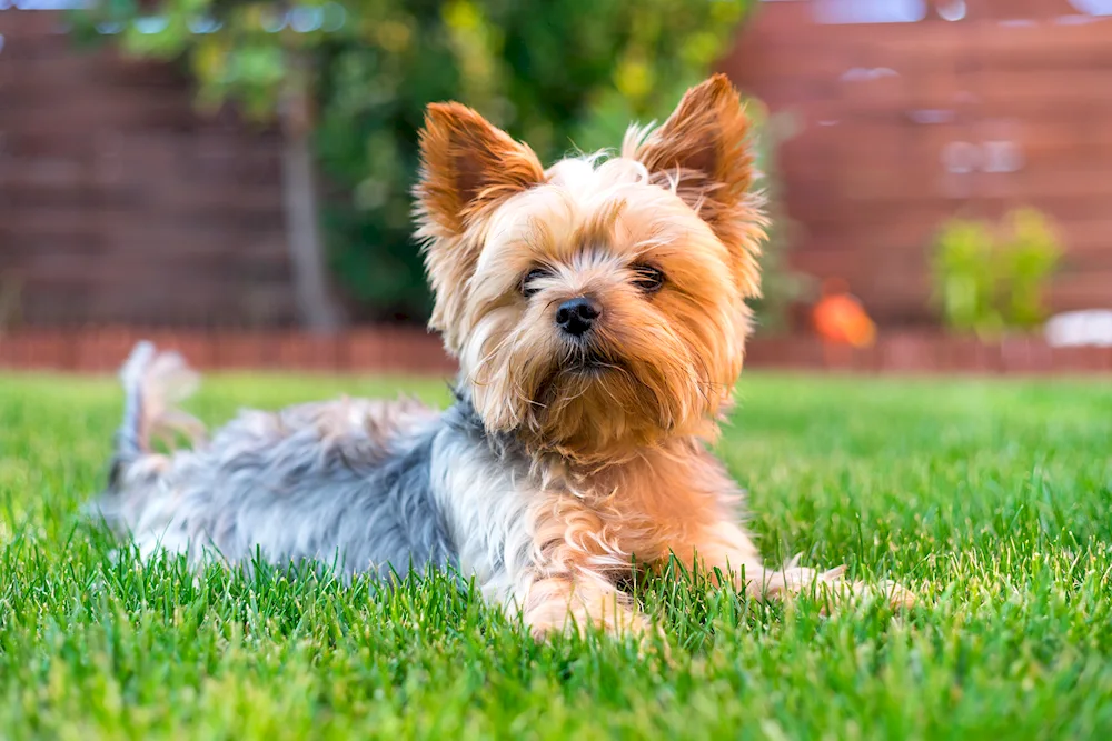 Yorkshire Terrier