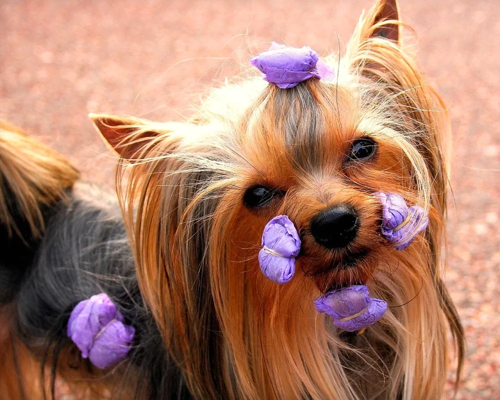 Yorkshire Terrier