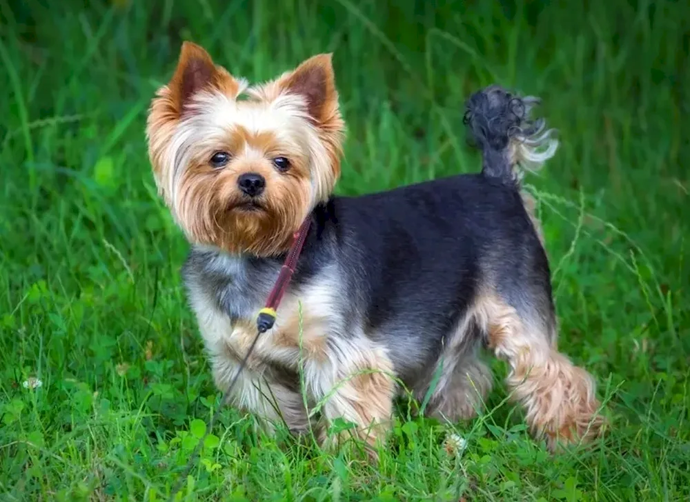 Yorkshire Terrier