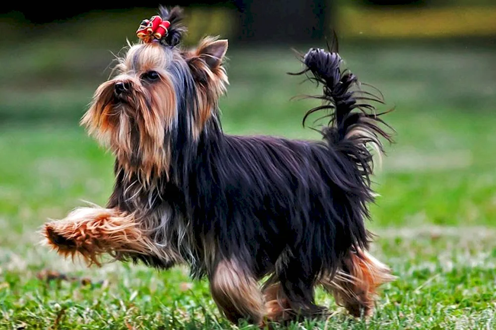 Yorkshire Terrier