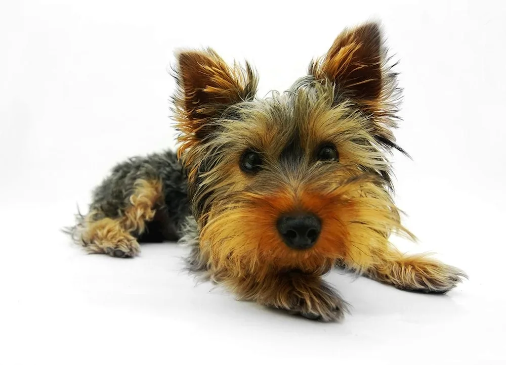 Yorkshire Terrier