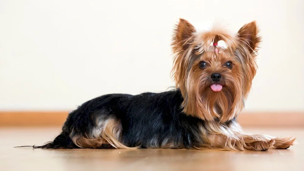 Yorkshire Terrier