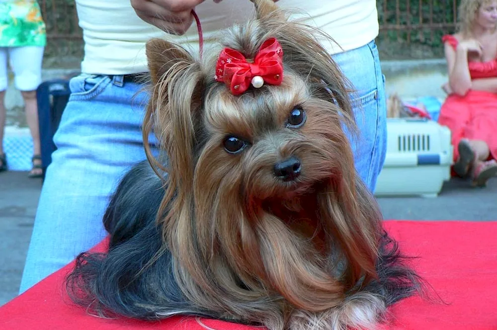 Yorkshire terrier