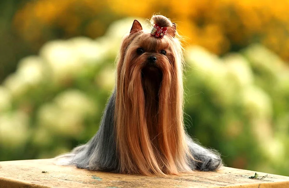 Yorkshire terrier