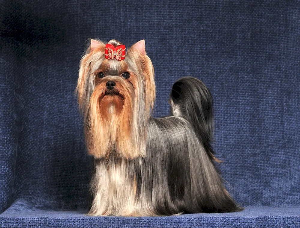 Yorkshire terrier