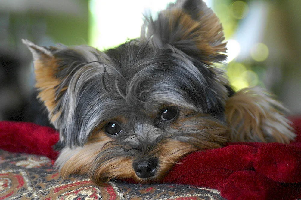Yorkshire. terrier
