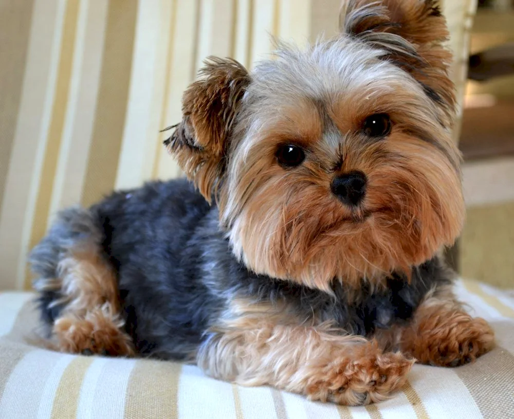 Yorkshire Terrier