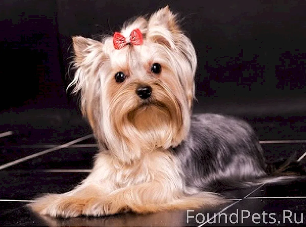 Yorkshire Terrier