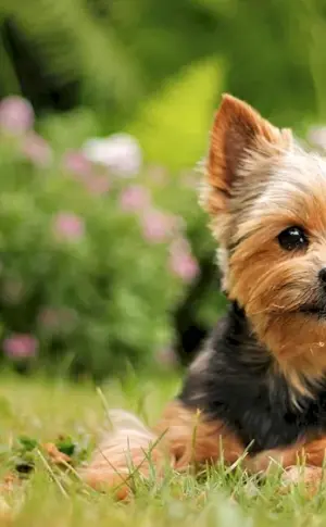 Yorkshire Terrier