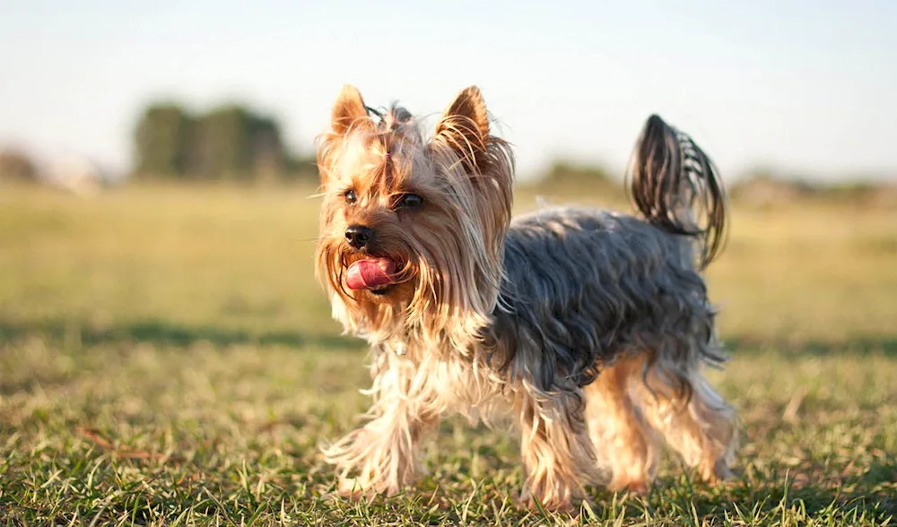 Yorkshire Terrier