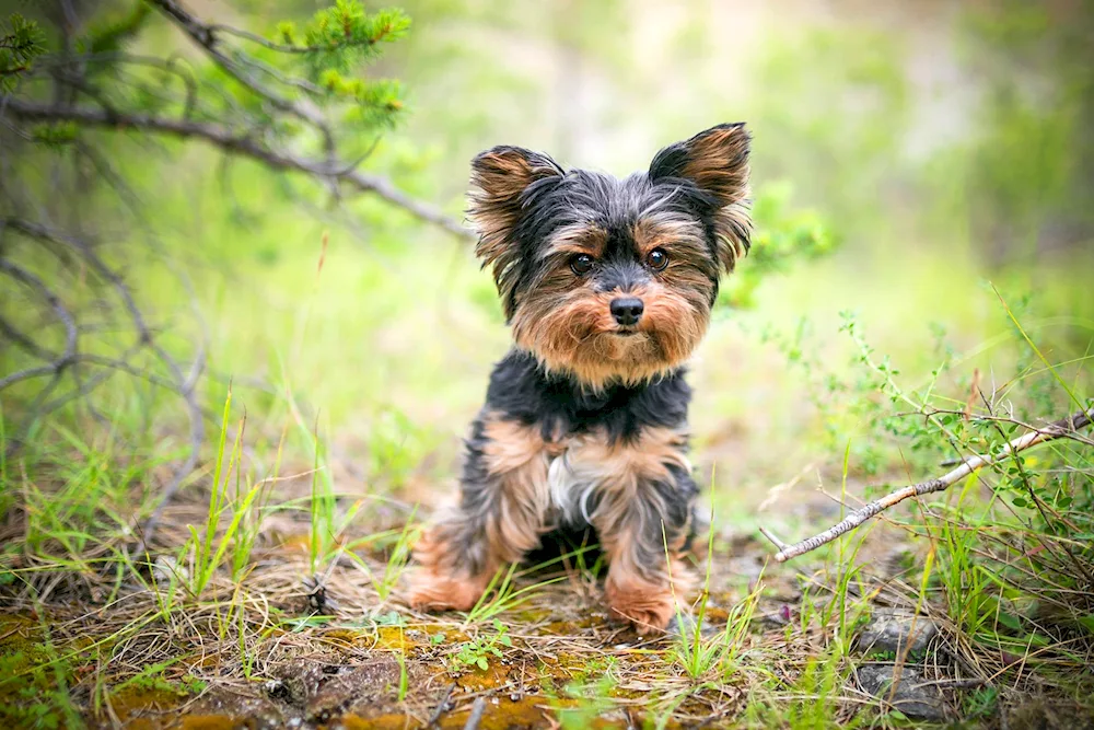 Yorkshire Terrier