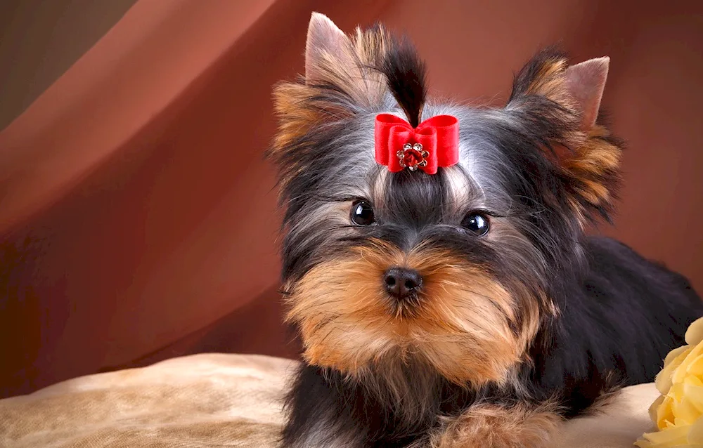 Maltese Bologna