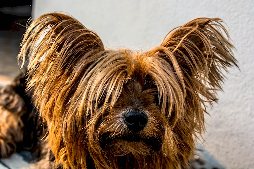 Dachshund and Yorkshire Terrier