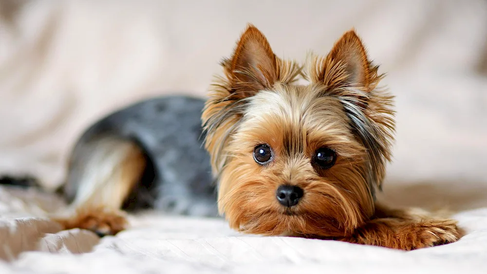 Yorkshire Terrier