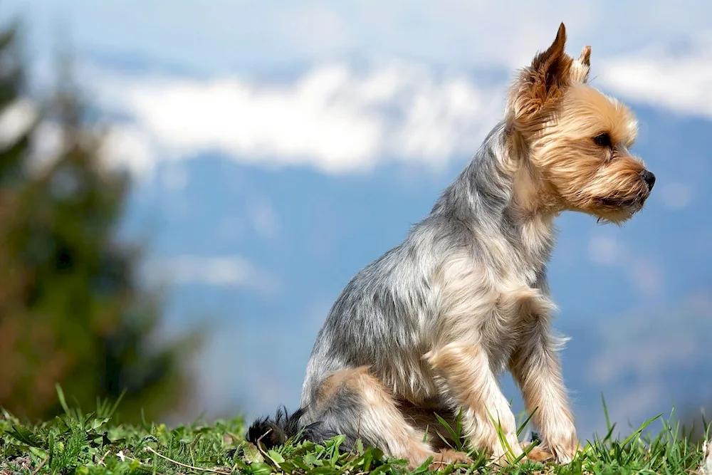 Norwich Terrier