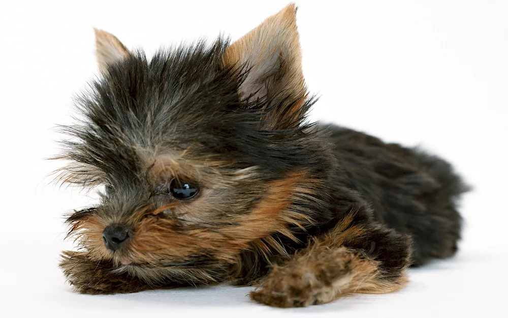 Yorkshire terrier