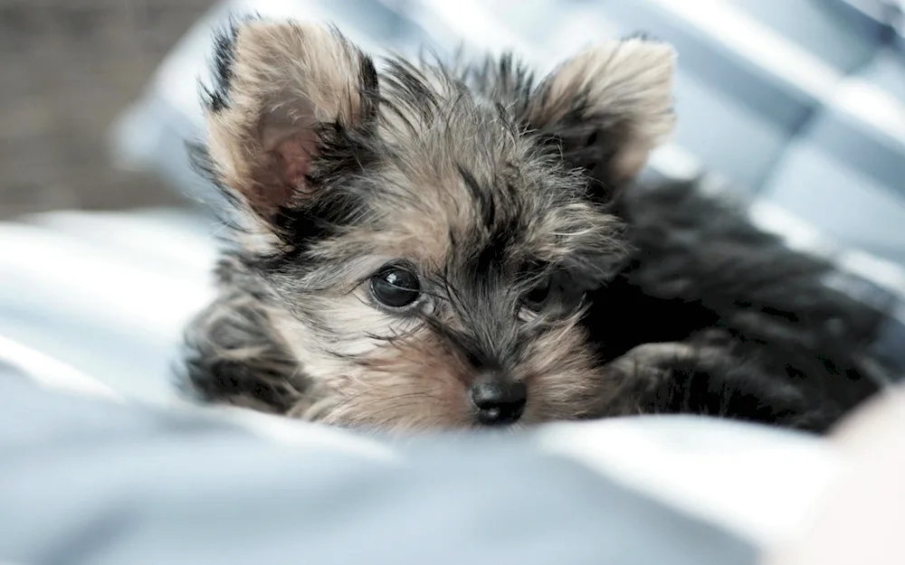 Yorkshire terrier