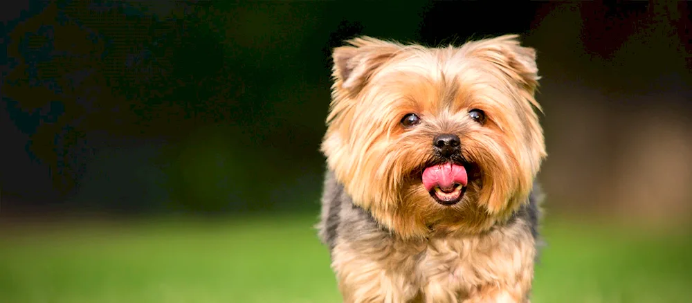 Yorkshire Terrier albino