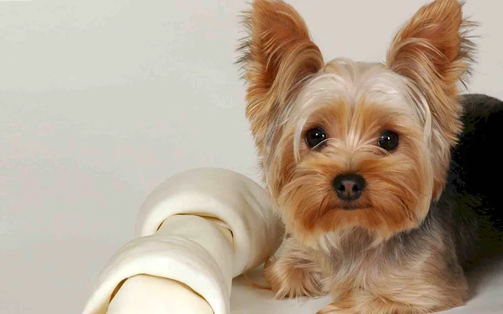 Yorkshire terrier short hair