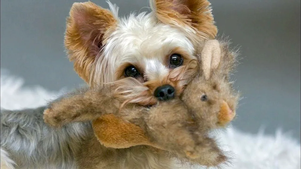 Yorkshire Terrier albino