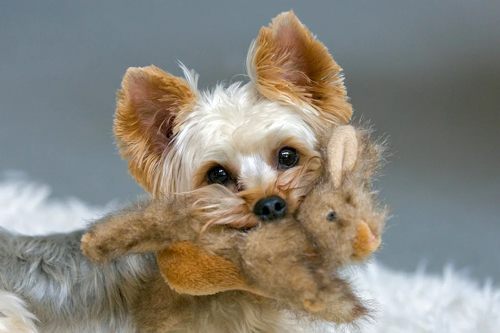 Yorkshire terrier albino