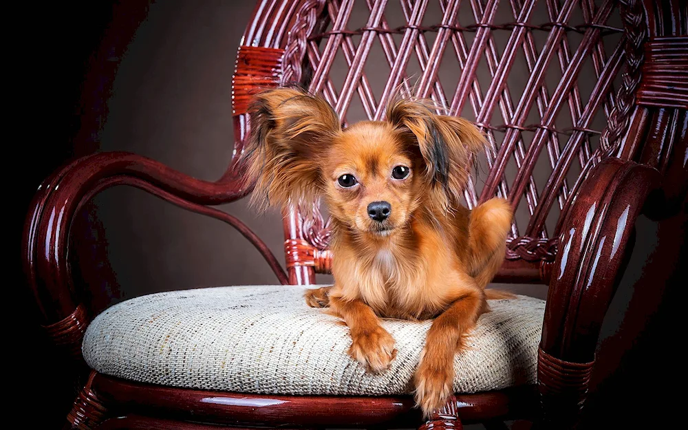 Yorkshire Terrier long-haired