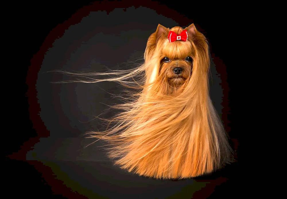 Yorkshire terrier long-haired