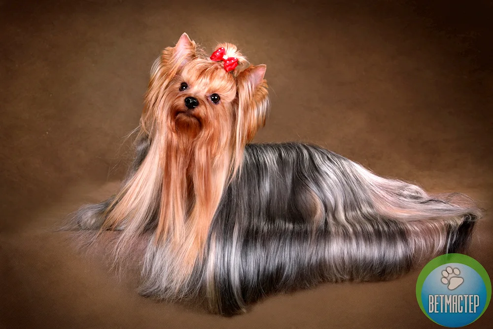 Yorkshire terrier long-haired