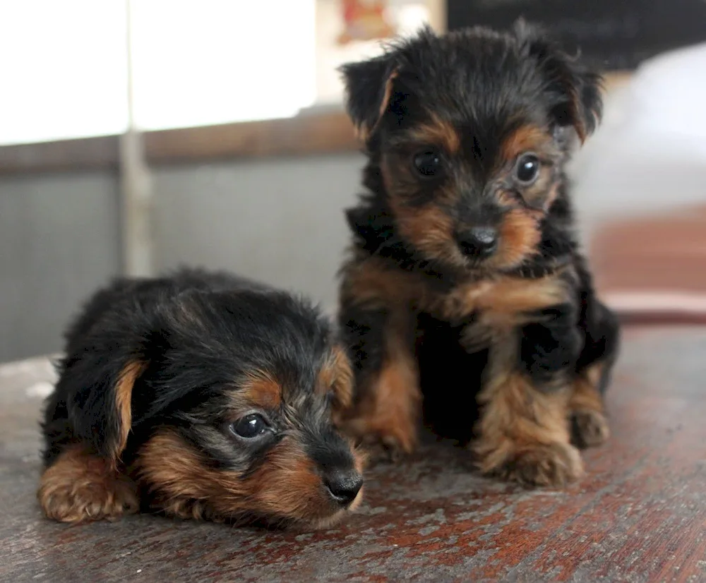 Yorkshire Terrier hypoallergenic