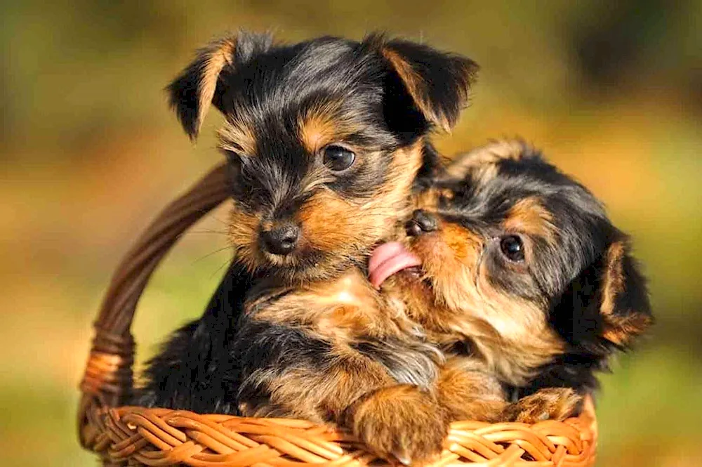 Yorkshire terrier puppies