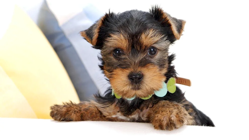 Yorkshire Terrier