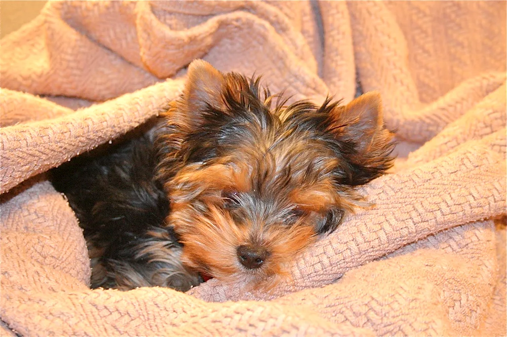Yorkie and Spitz Métis