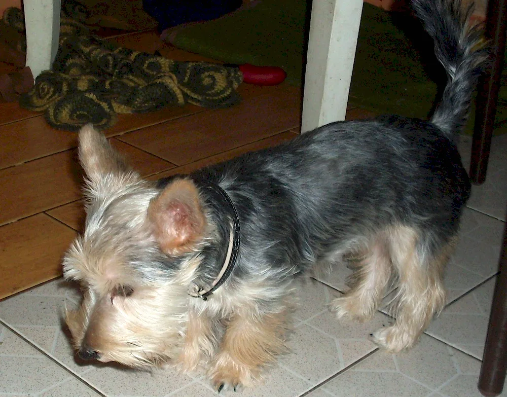 Yorkshire terrier métis