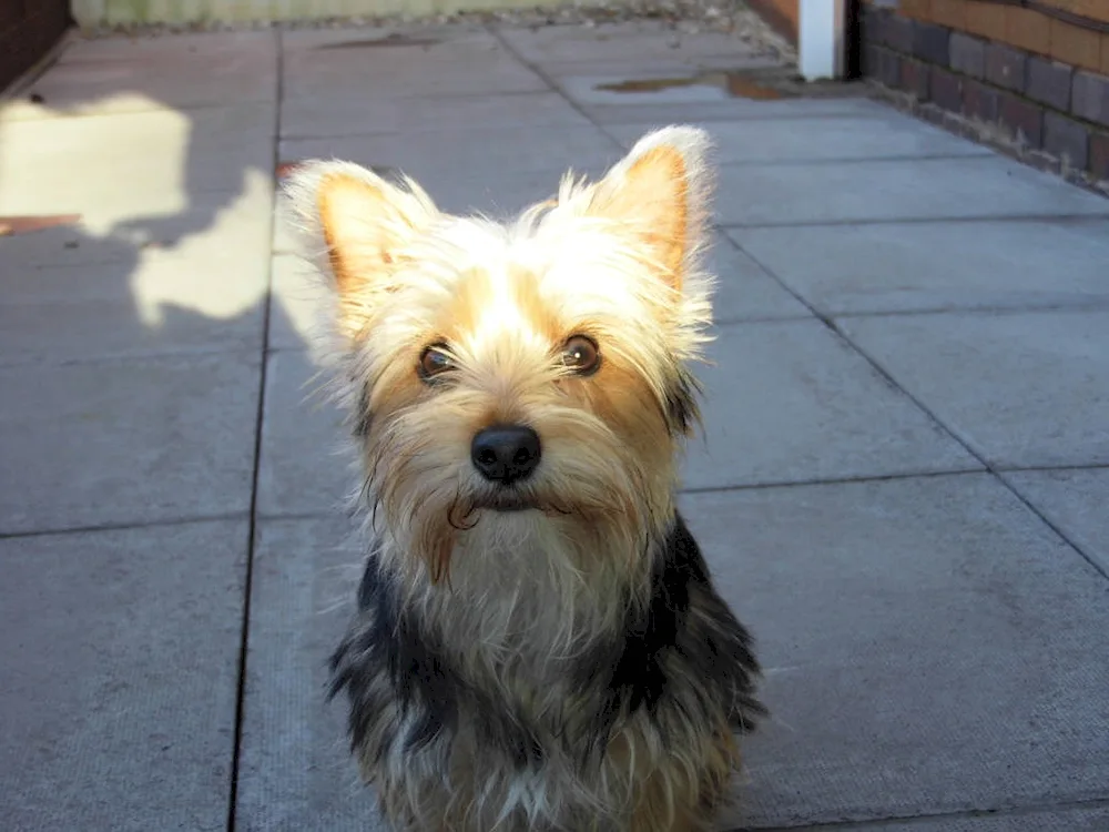Yorkshire terrier métis