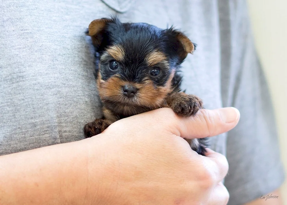 Yorkshire Terrier Mini-Yorkshire Terrier