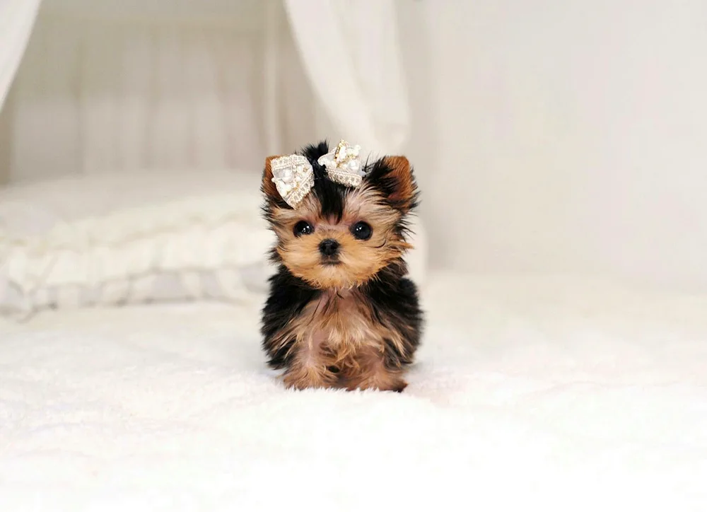 Yorkshire terrier mini