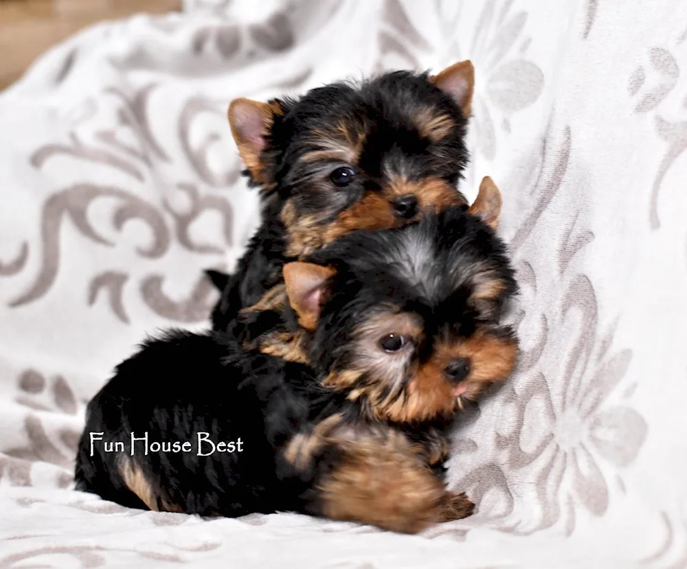 Yorkshire terrier smooth-haired