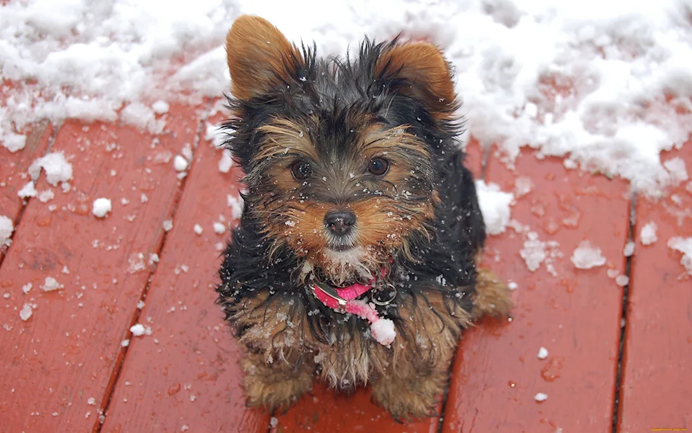 Yorkshire terrier purebred Yorkshire terrier