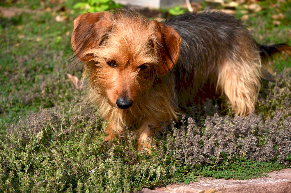 Yorkshire Terrier short-haired