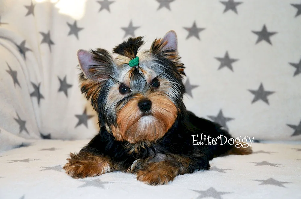 Yorkshire terrier puppy 4 months old
