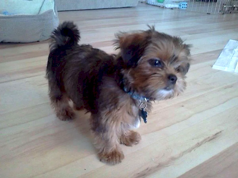 Jack Russell and York mix