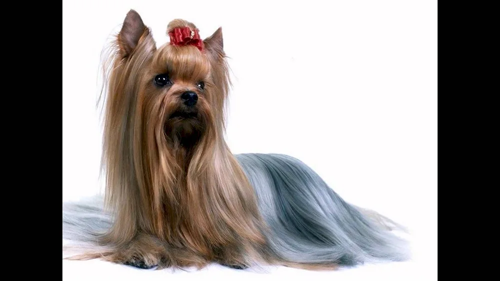 Yorkshire terrier Solomon