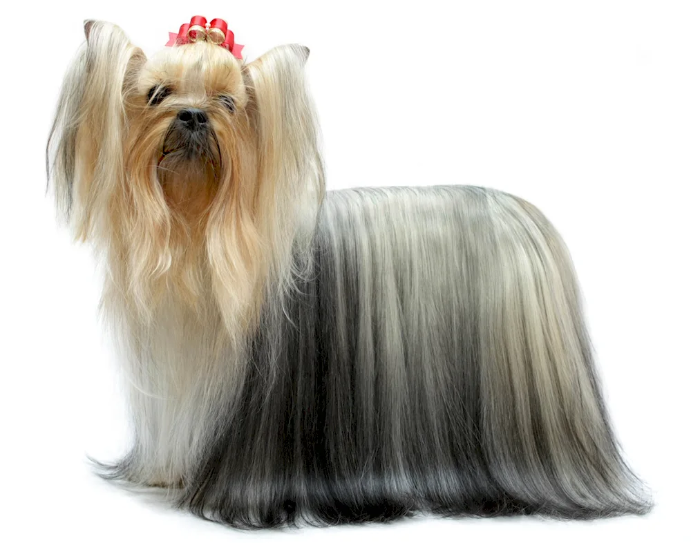 Yorkshire terrier standard