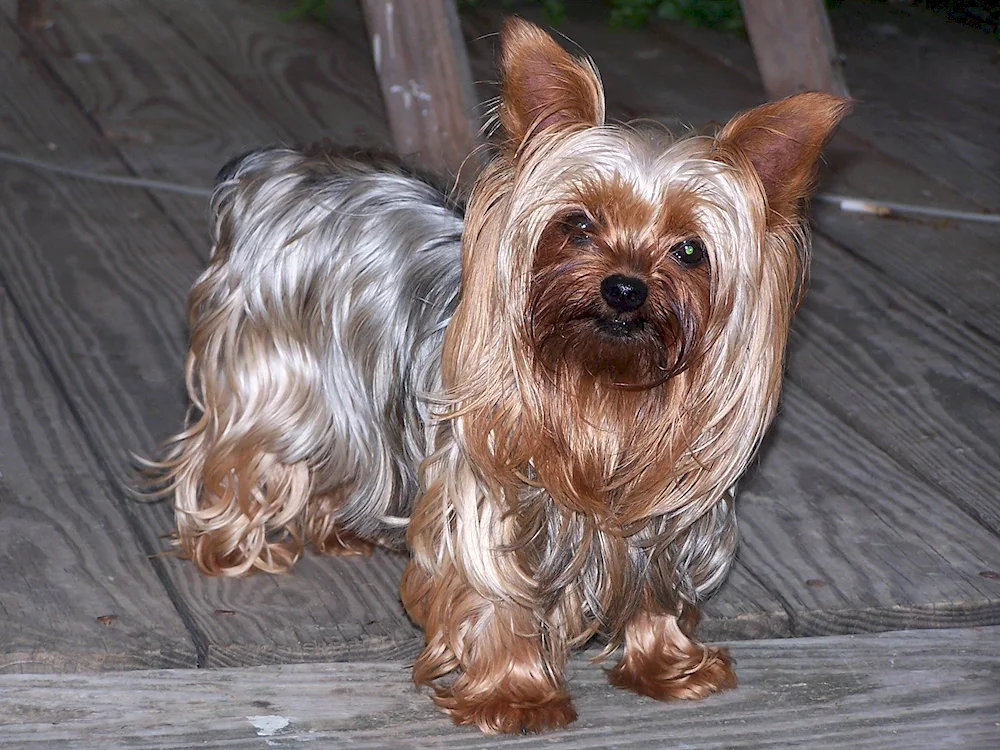 Yorkshire terrier standard